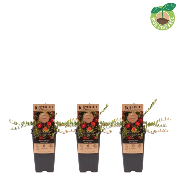 Vaccinium mac. 'Early Black', P15