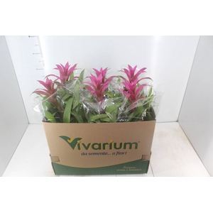 GUZMANIA VOILA P14