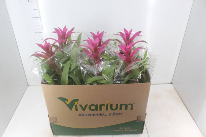 <h4>GUZMANIA VOILA P14</h4>