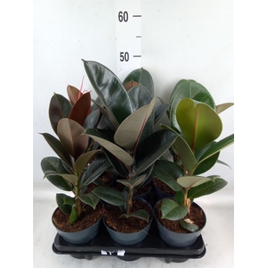 Ficus elastica   ...