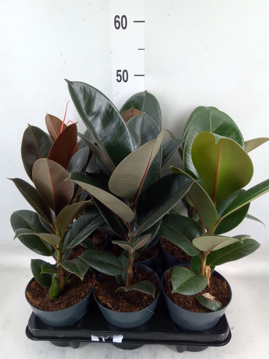 <h4>Ficus elastica   ...</h4>
