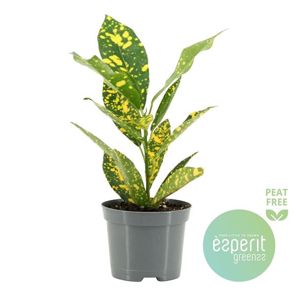 <h4>Codiaeum variegatum Gold Sun</h4>