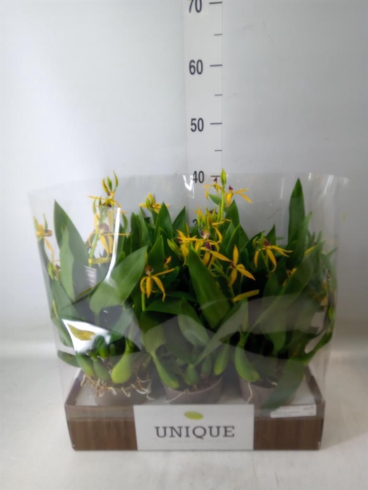 <h4>Orchideeen   ...</h4>