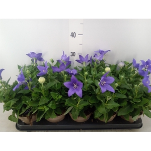 Platycodon grand. 'Astra Blue'