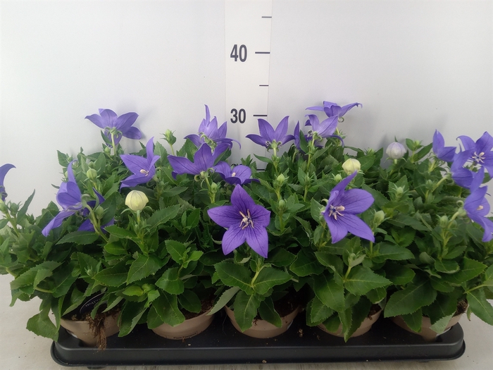 <h4>Platycodon grand. 'Astra Blue'</h4>