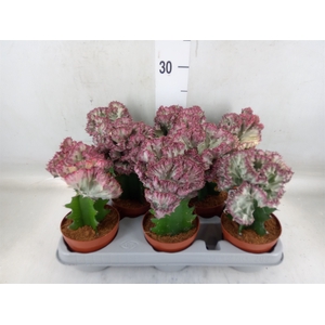 Euphorbia lactea