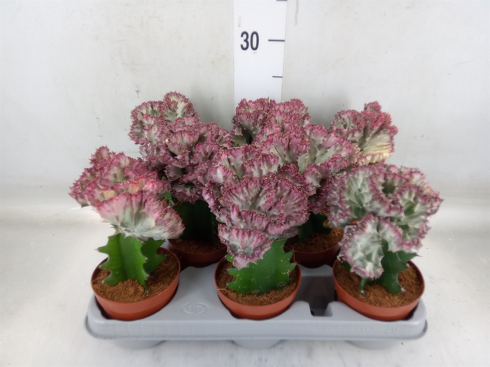 <h4>Euphorbia lactea</h4>