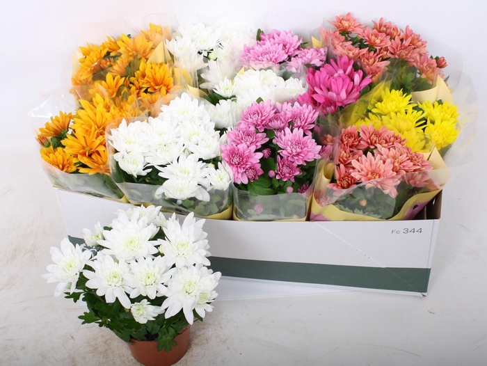 <h4>CHRYS GEM 6 KL</h4>