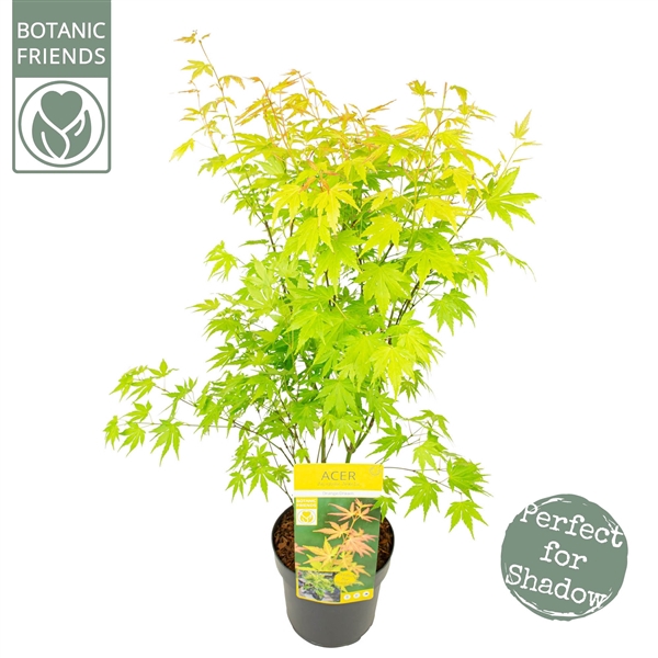 <h4>Acer palm. 'Orange Dream'</h4>