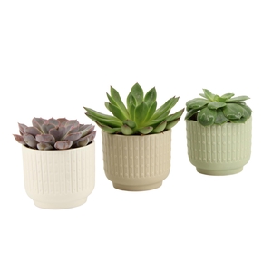 7502613: Solutionss Contradiction Succulenten