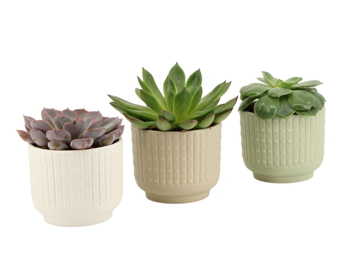 <h4>7502613: Solutionss Contradiction Succulenten</h4>