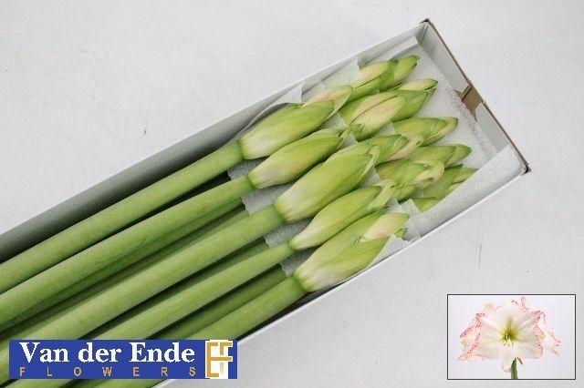 <h4>HIPP GA SOFIA</h4>