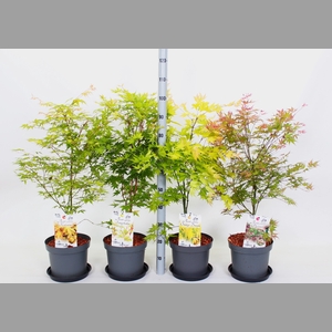 ACER OV