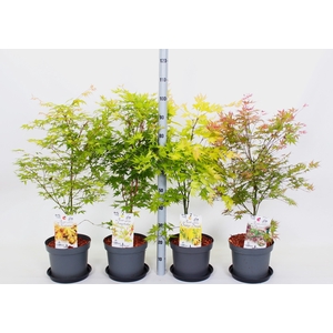 ACER OV