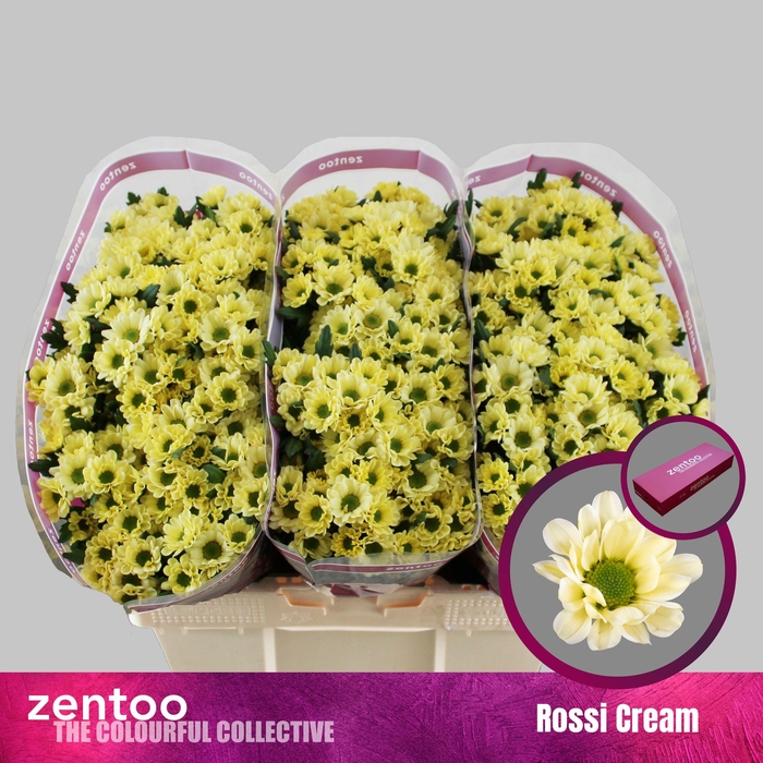 <h4>CHR S ROSSI CREAM</h4>