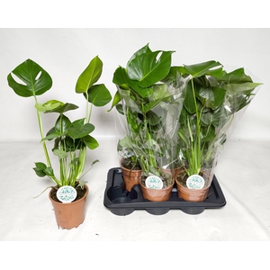 MONSTERA DELICIOSA