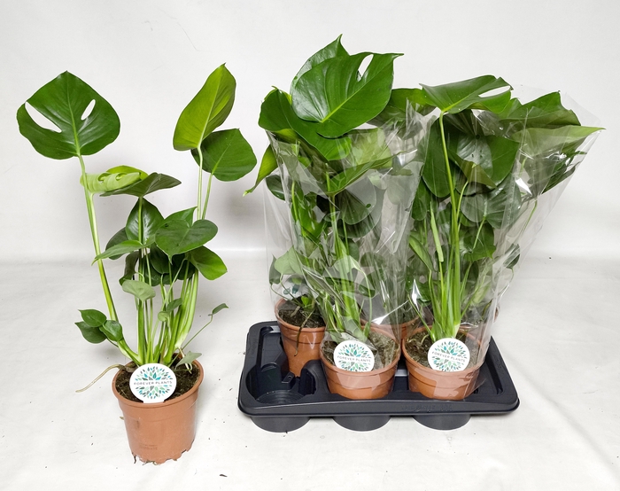 <h4>MONSTERA DELICIOSA</h4>
