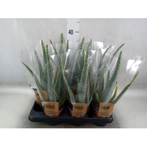 Aloe vera
