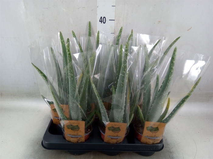<h4>Aloe vera</h4>
