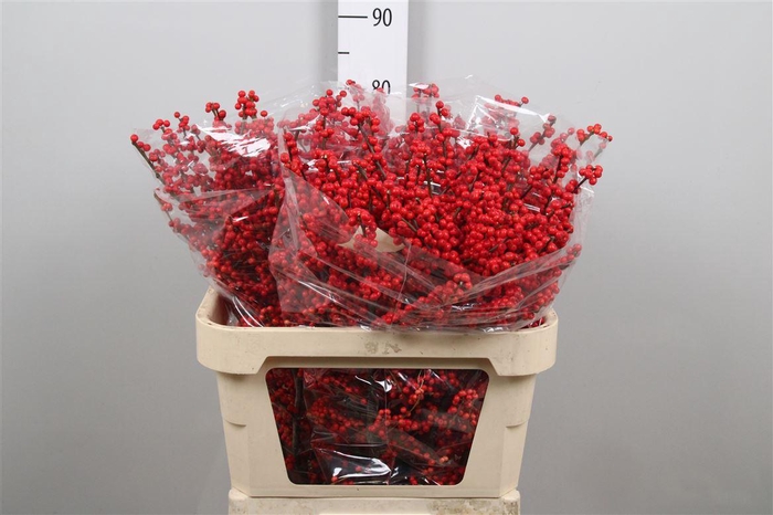 <h4>Ilex Ve Rode Bes</h4>