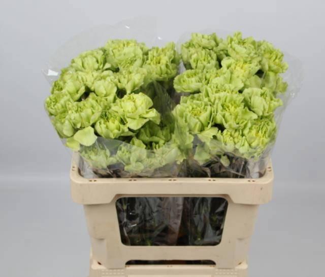 <h4>DI ST CELTIC GREEN</h4>