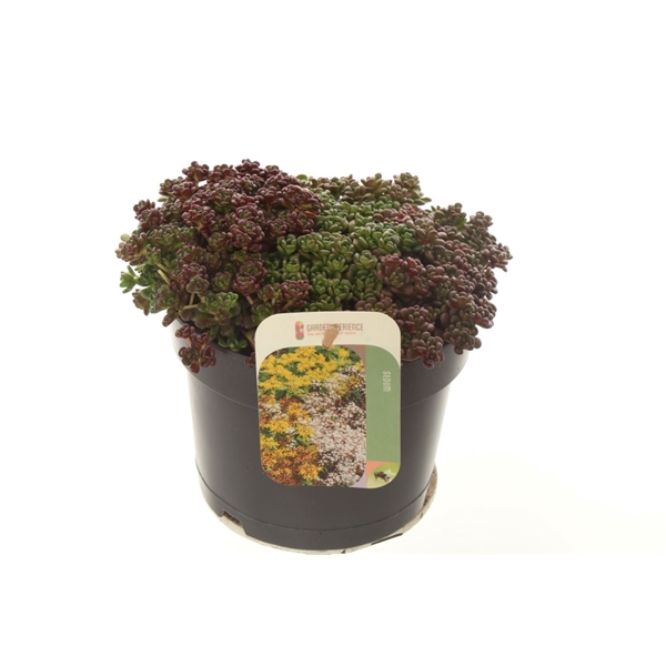 <h4>Sedum oreganum</h4>