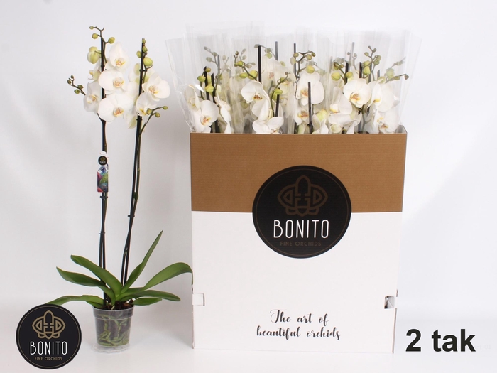 <h4>PHAL SILHOUETTE</h4>