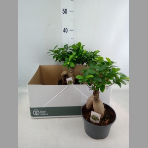 Ficus microcarpa 'Ginseng'