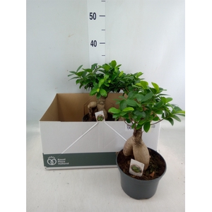 Ficus microcarpa 'Ginseng'