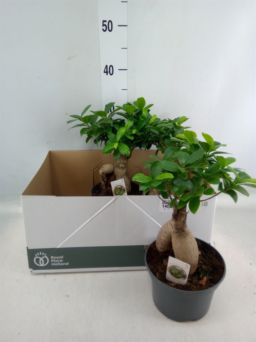 <h4>Ficus microcarpa 'Ginseng'</h4>