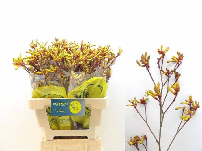 <h4>ANIGOZ ORANGE VELVET</h4>