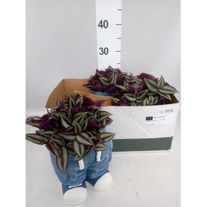 Arr.   Kamerplant Groen L%