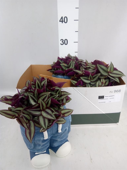 <h4>Arr.   Kamerplant Groen L%</h4>