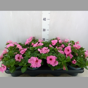Petunia   ...