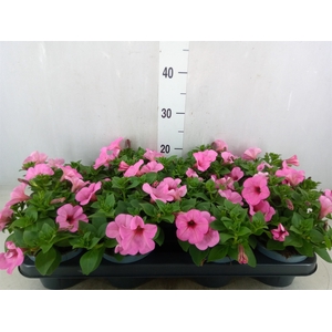 Petunia   ...