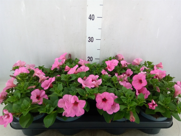 <h4>Petunia   ...</h4>