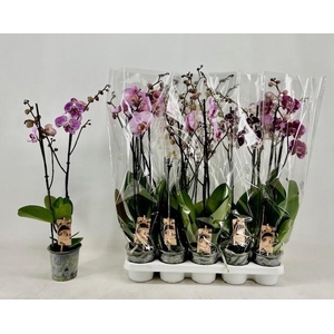 PHAL GEM