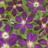 Clematis 'Mikelite' 3.0 label