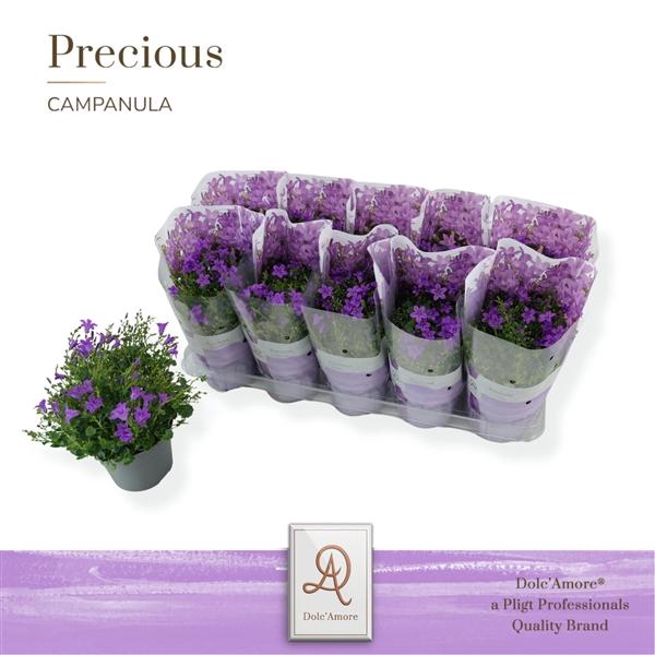 <h4>Campanula portenschlagiana 'Dark Take'</h4>