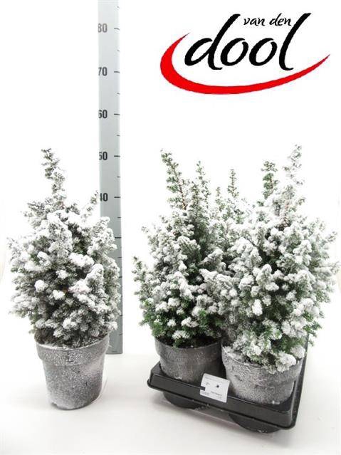 <h4>CHAMAECYPARIS THYOIDES TOP POINT P15 + SNOW</h4>