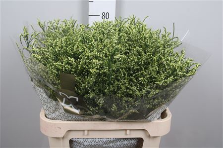 <h4>Lim Sin China Lemon</h4>