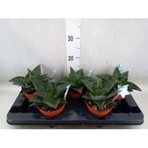 xGasteraloe  'Tiki Zilla'