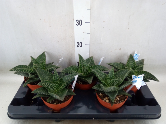 <h4>xGasteraloe  'Tiki Zilla'</h4>
