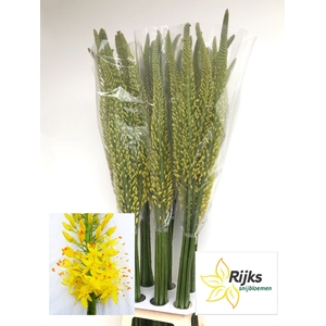 EREMURUS TAP DANCE
