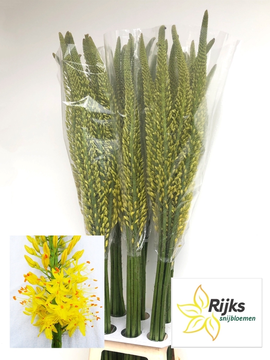 <h4>EREMURUS TAP DANCE</h4>