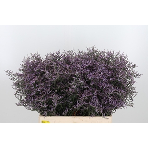 Lim Saf Lilac 60 20