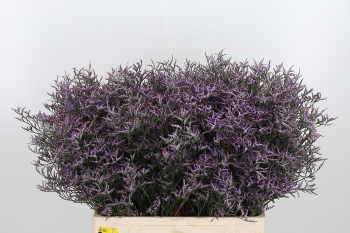 <h4>Lim Saf Lilac 60 20</h4>