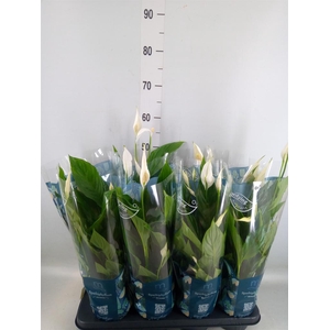 Spathiphyllum  'Strauss'