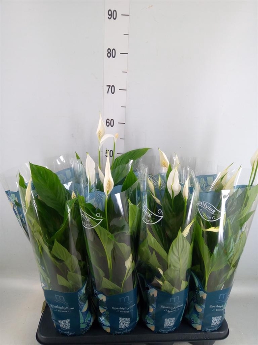 <h4>Spathiphyllum  'Strauss'</h4>