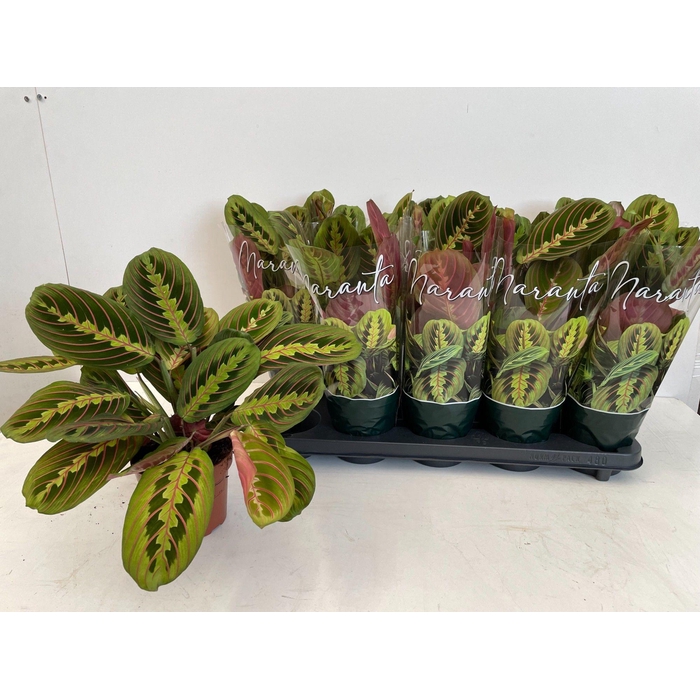 <h4>Maranta leuc. Fascinator 12Ø 35cm</h4>